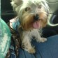 MI NOMBRE ES SACHA Y ME ENCANTA PASEAR.